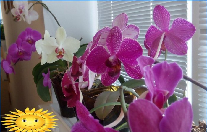 Protegiendo las orquídeas del sol