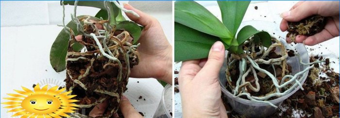 Trasplante de orquídeas