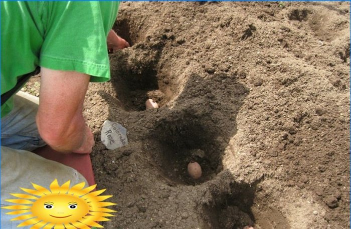 Plantar patatas: plantar patatas debajo de la paja