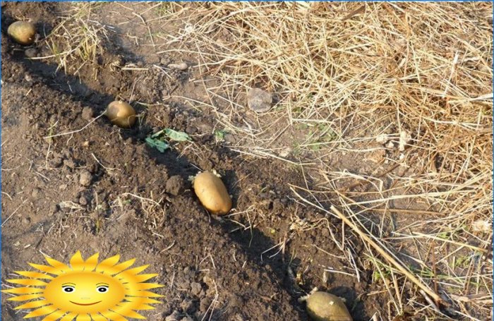 Plantar patatas: plantar patatas debajo de la paja