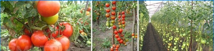Plantar tomates