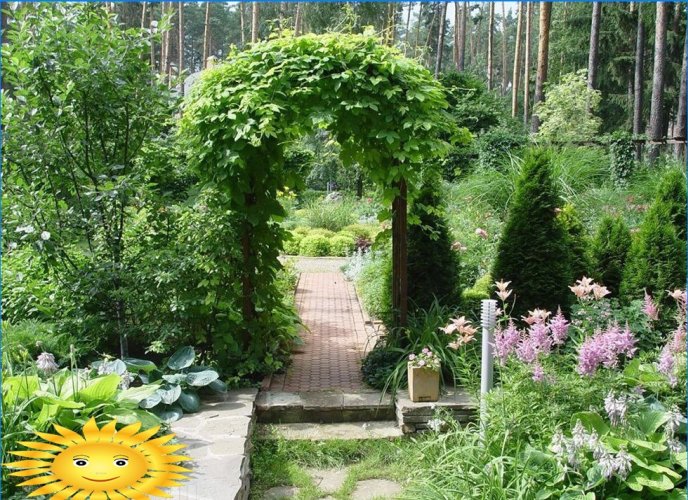 Soportes, arcos, arbustos y enrejados en el jardín