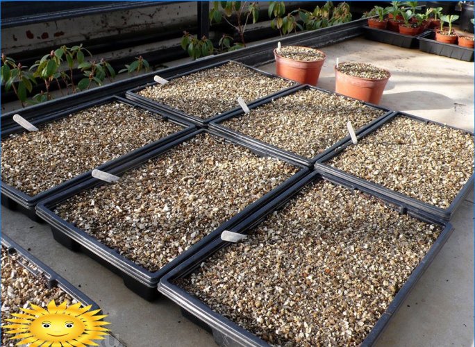 Agrovermiculita para plantas