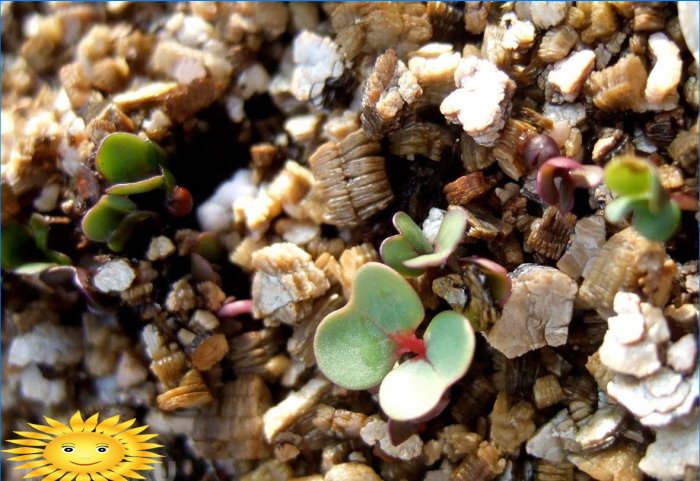 Germinación de semillas en vermiculita