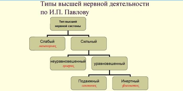 Tipos de actividad nerviosa superior según Ivan Pavlov