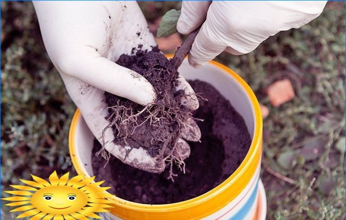 Clase magistral sobre el trasplante de albahaca del suelo en macetas.