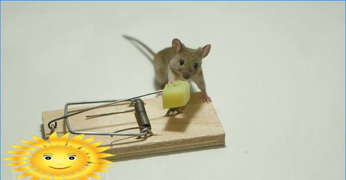 Cómo deshacerse de los ratones. Consejos y trucos para el control de roedores