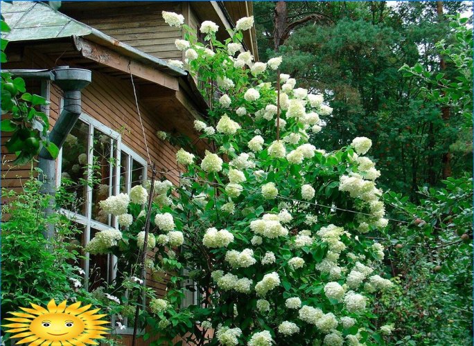 Arbustos ornamentales para decoración de jardines