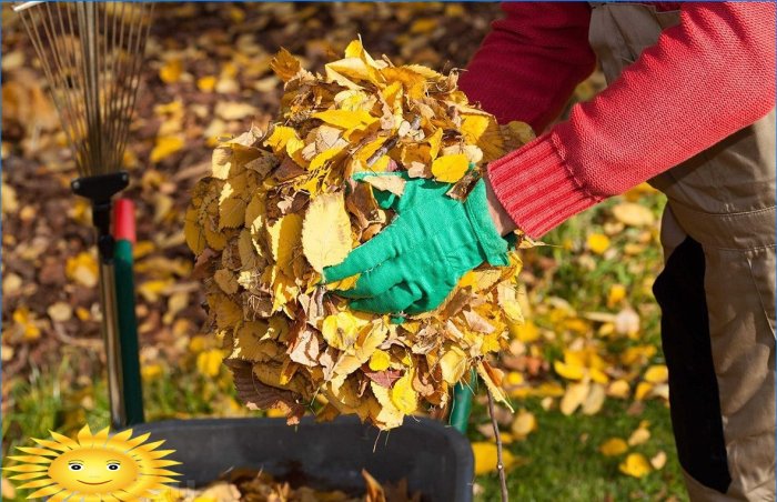Cinco razones para no recoger hojas caídas en su jardín