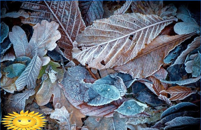 Cinco razones para no recoger hojas caídas en su jardín
