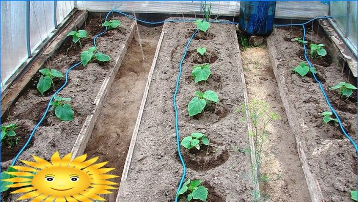 Clase magistral: cómo hacer riego por goteo de plantas en un invernadero.