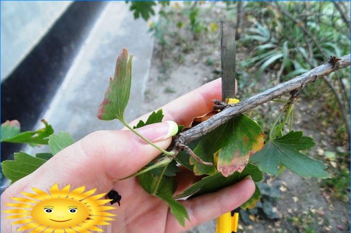 Clase magistral: cómo plantar grosellas con esquejes.