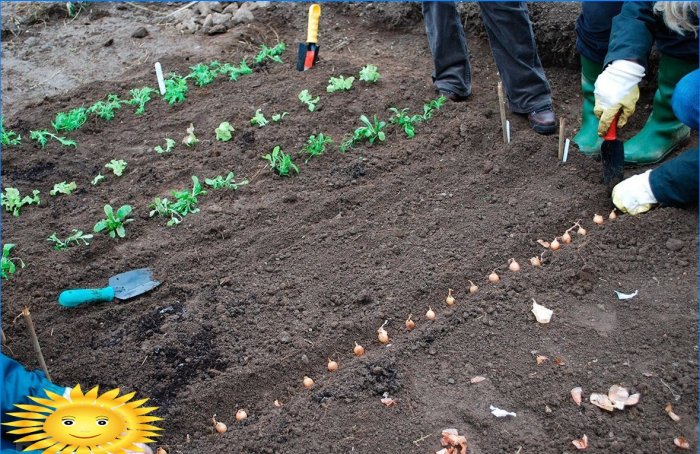 Jardinero y calendario de jardinero: horario de trabajo de primavera
