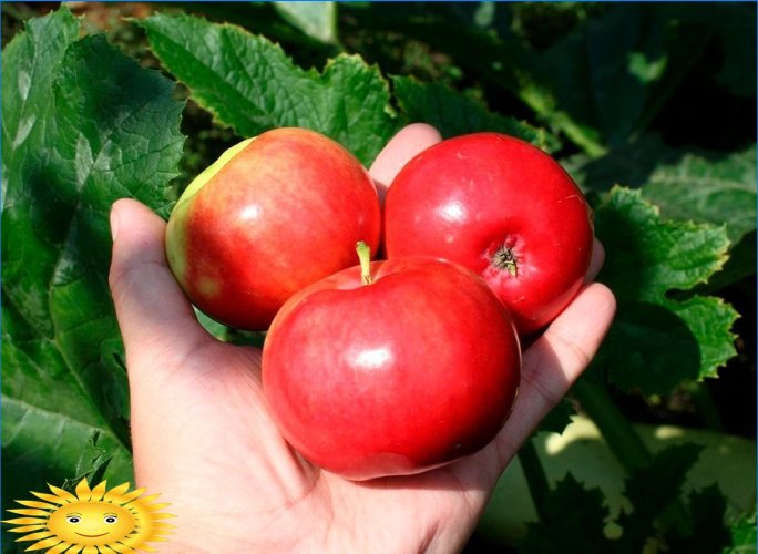 Las manzanas son diferentes: entendemos las variedades populares de manzanos