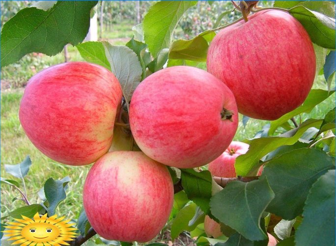 Las manzanas son diferentes: entendemos las variedades populares de manzanos