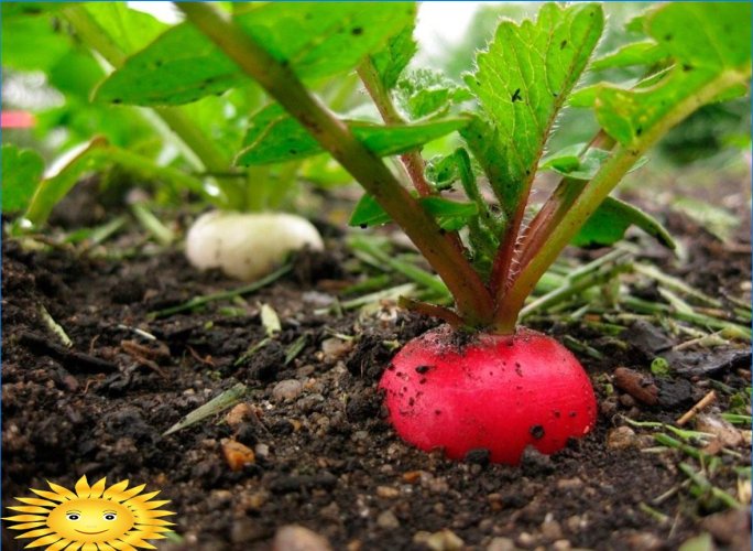 ¿Qué puedes plantar en tu jardín en pleno verano?