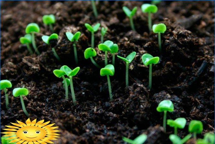 Sapropel se utiliza para fertilizar plantas cultivadas.