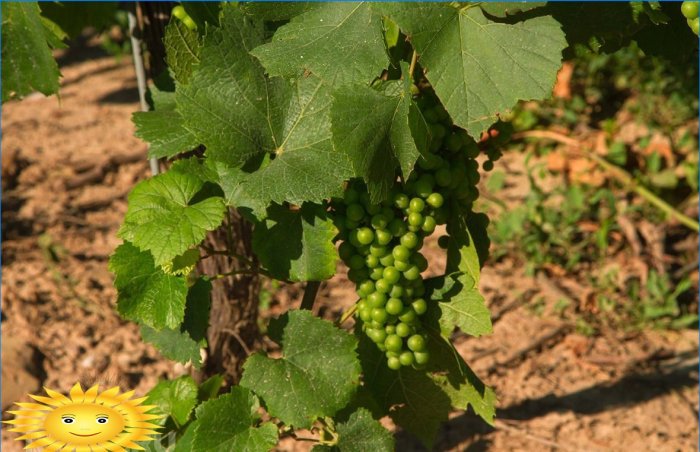 Viñedo inteligente: como plantar uvas correctamente