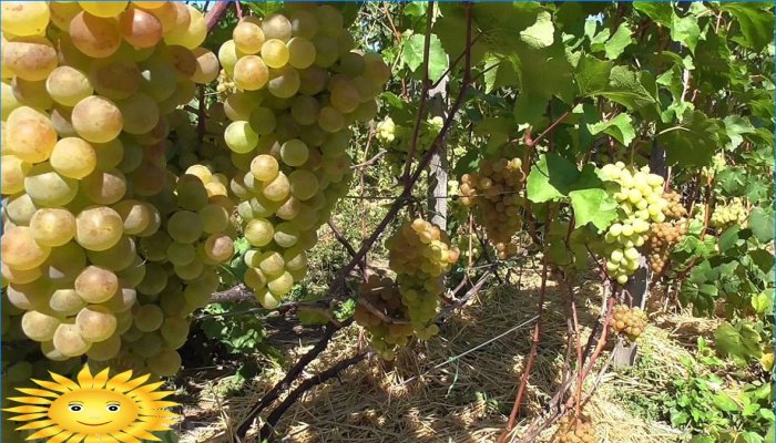 Viñedo inteligente: como plantar uvas correctamente