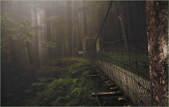 Puente forestal en Taiwán