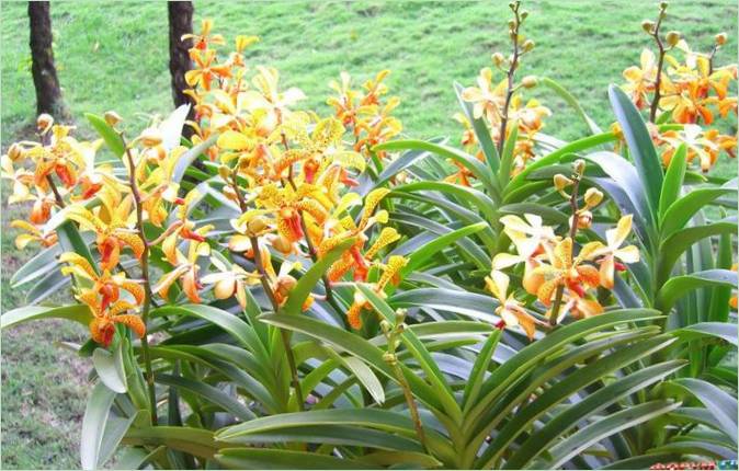 Jardín de orquídeas de Kuala Lumpur